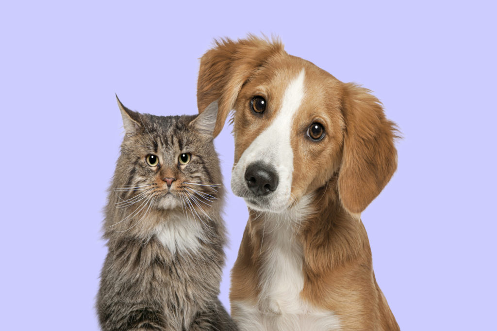 chat et chien