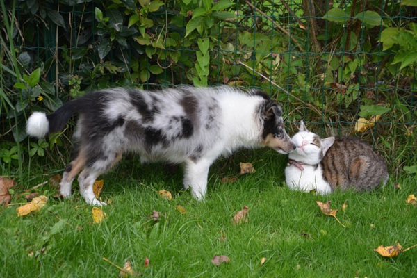 chat et chien dans le jardin