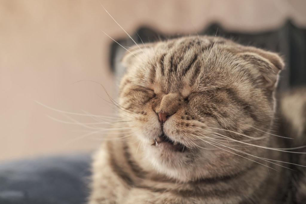 chat et eternuement