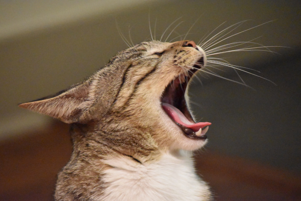 chat éternue
