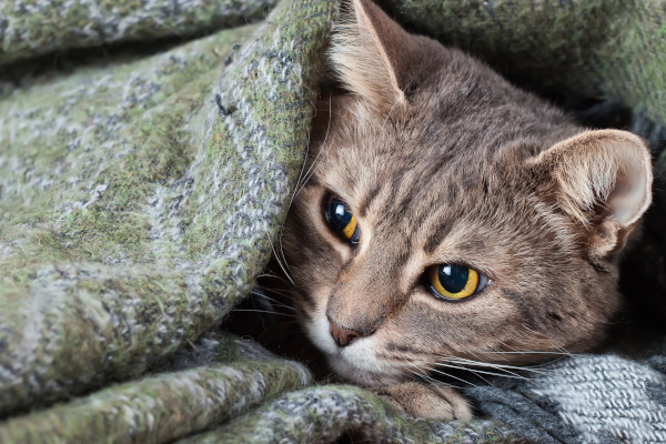 chat grippé