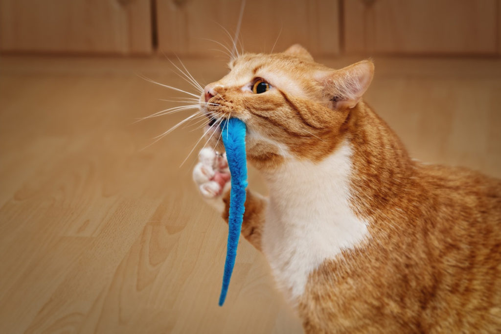 chat qui joue