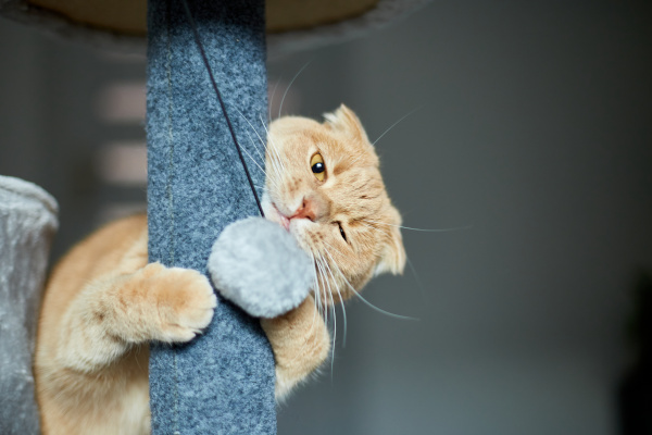 chat qui joue sur son arbre