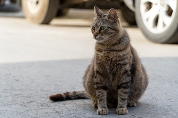 chat sur la route