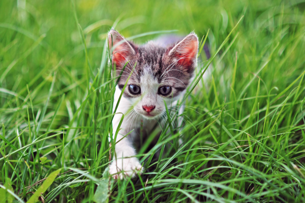 chaton dans le jardin
