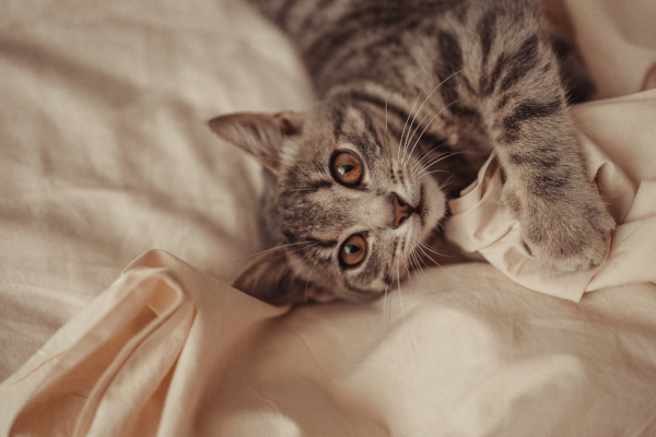 comportement chat