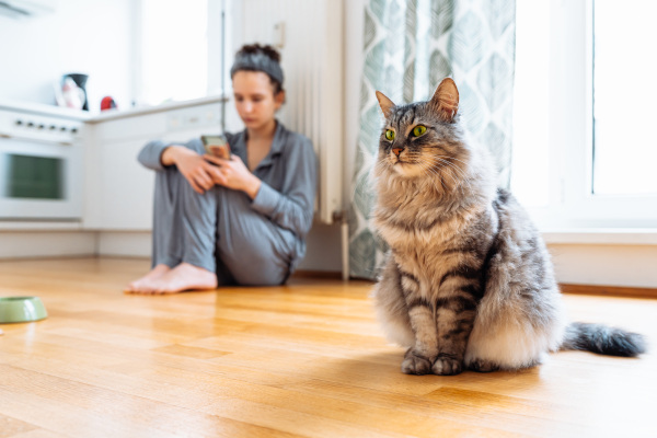 comportement des chats en chaleur