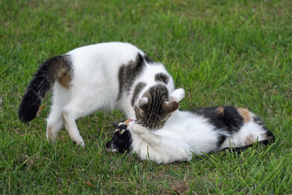 deux chat qui jouent