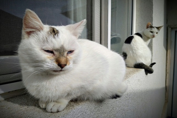 deux chat sur la fenêtre