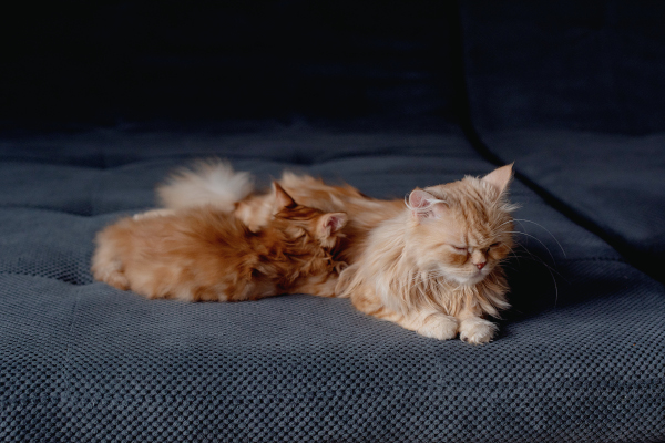 deux chat sur mon lit
