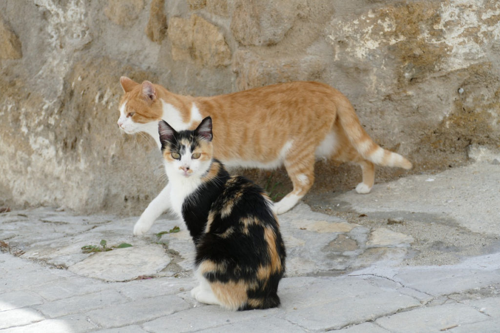 deux chats en guerre