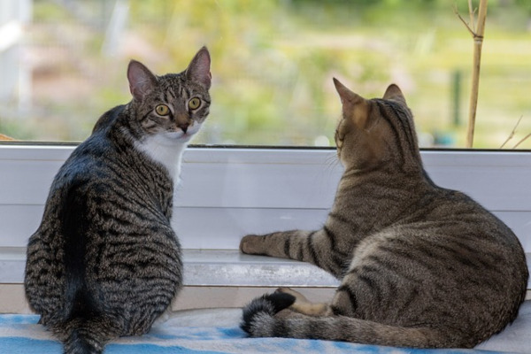deux chats