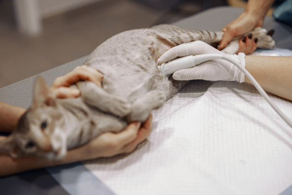 veterinarian with assistant perform ultrasound investigation to grey cat in hospital
