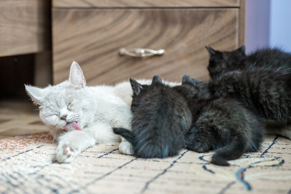 gestation des chats