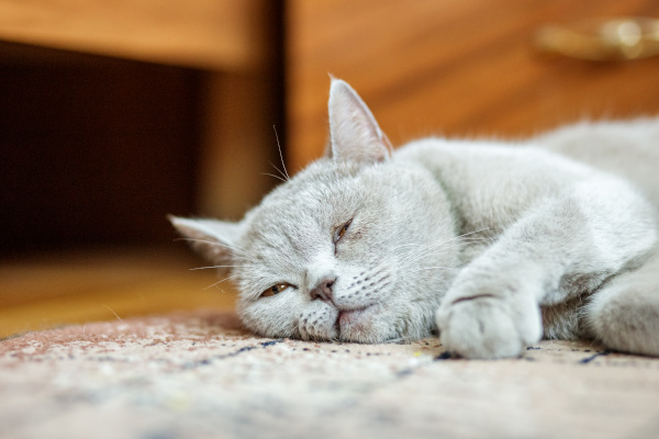herpès chat