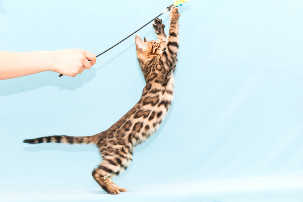 jouer avec son chat