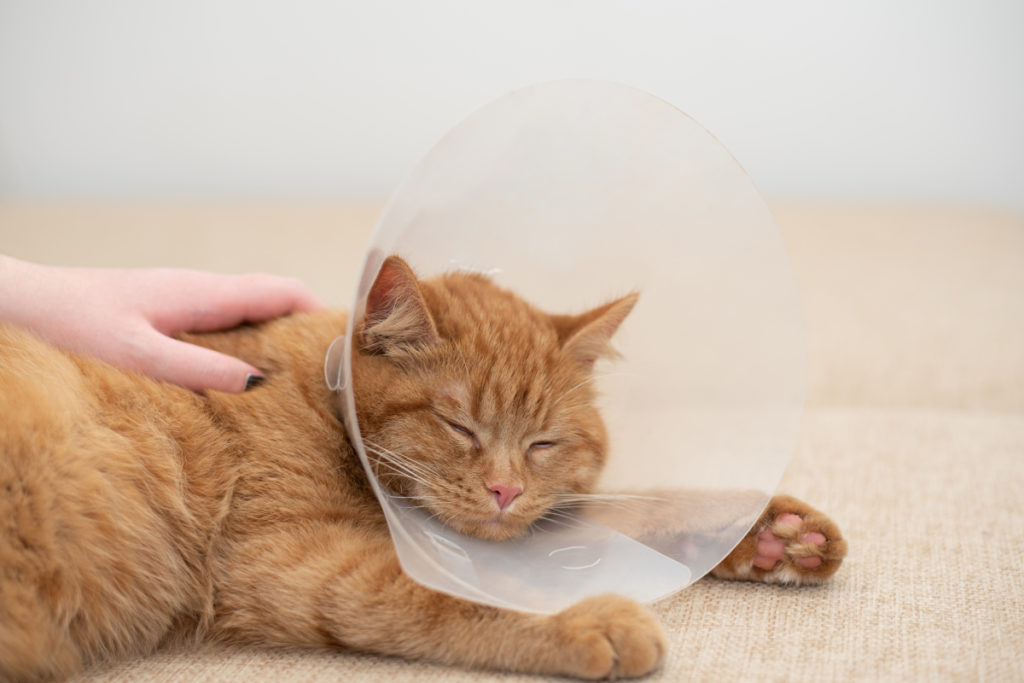 prendre soin des chats