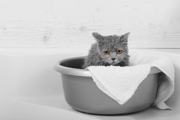 un chat dans sa couvette