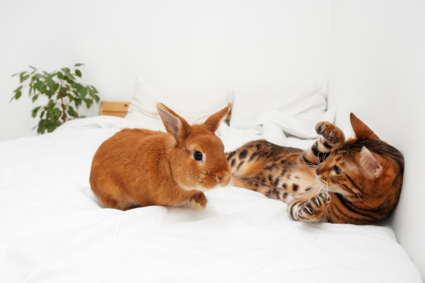 un chat et un lapin qui jouent