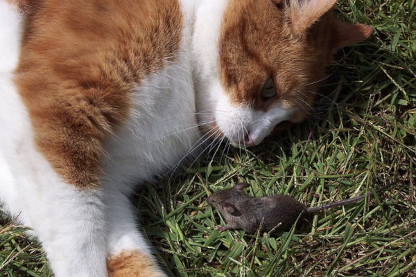 un chat et un souris