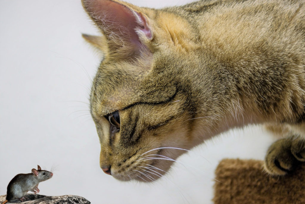 un souris avec un chat