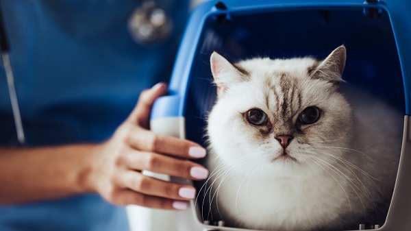 chat-assurance
