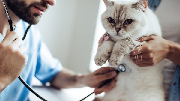 chat-interieur-assurance-sante-soin