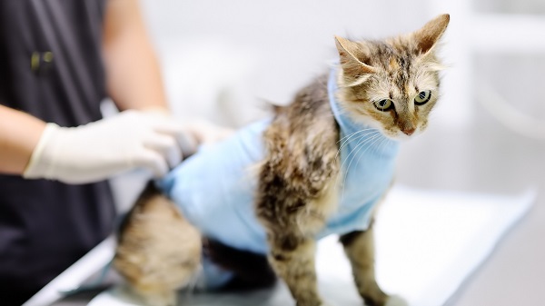 chat-interieur-assurance