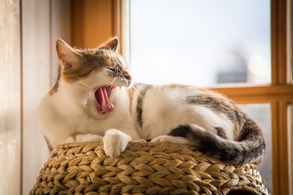 mouvement chat