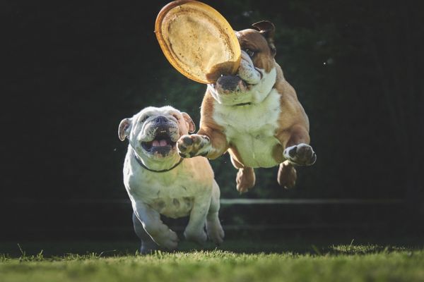 jouets chien