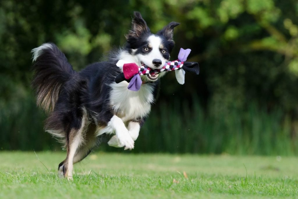 Où-acheter-jouets-occupation-chien