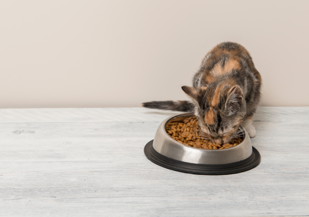 alimentation équilibrée chat