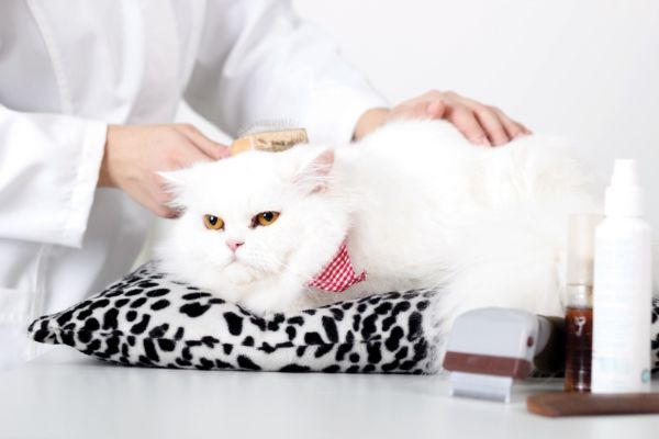 chat bonne sante