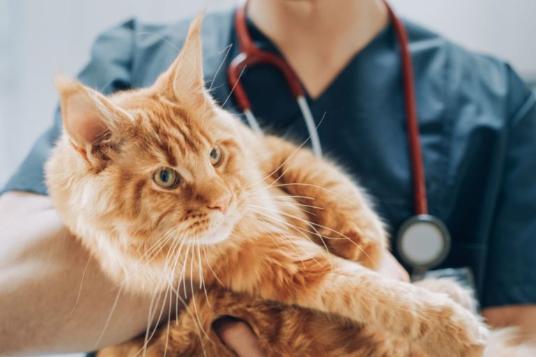 Hygiène de chat nos meilleurs conseils pour garder votre chat en — free download