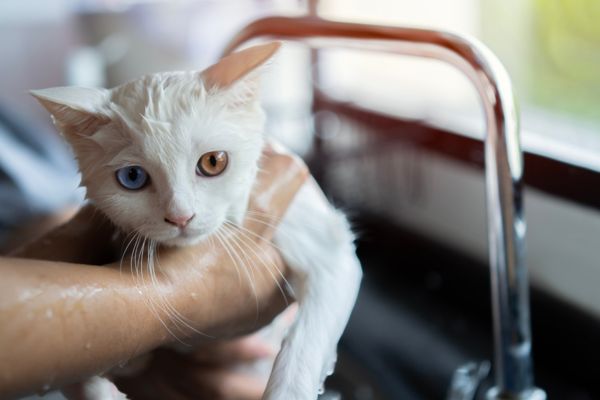 chat en bonne sante toillettage