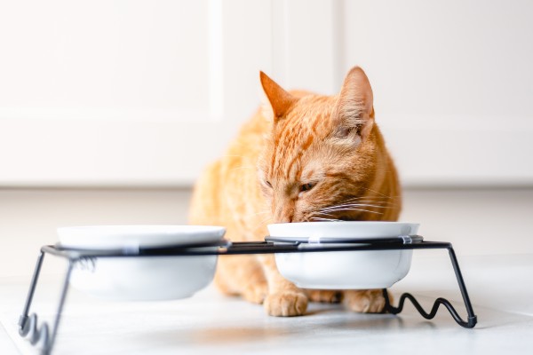 chat qui mange