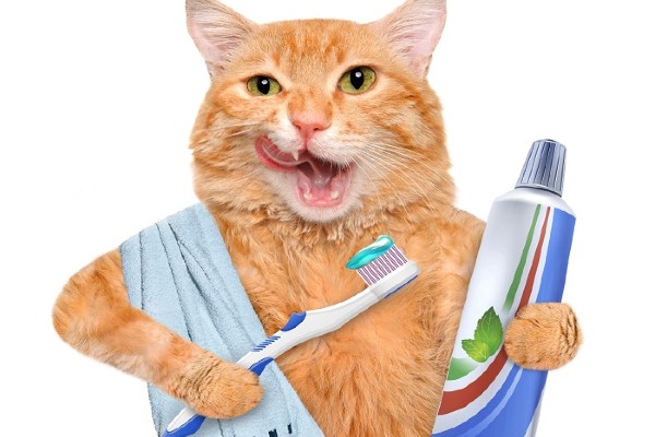 illustration hygiene dentaire chat