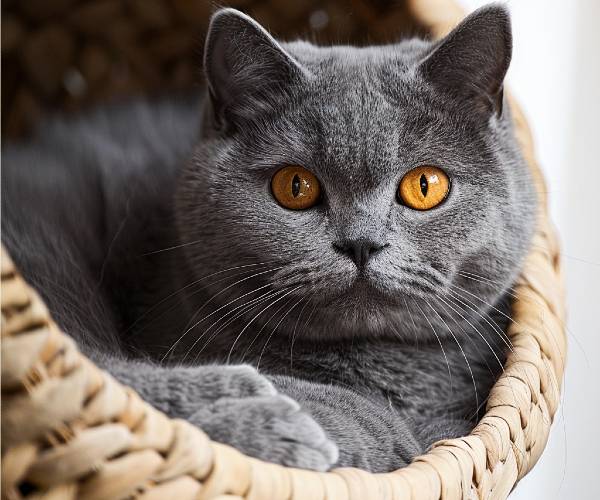 chat dans son panier