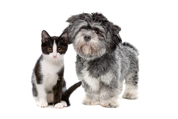 chien et chat
