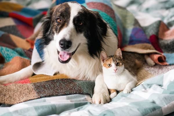 chat et chien qui cohabite 