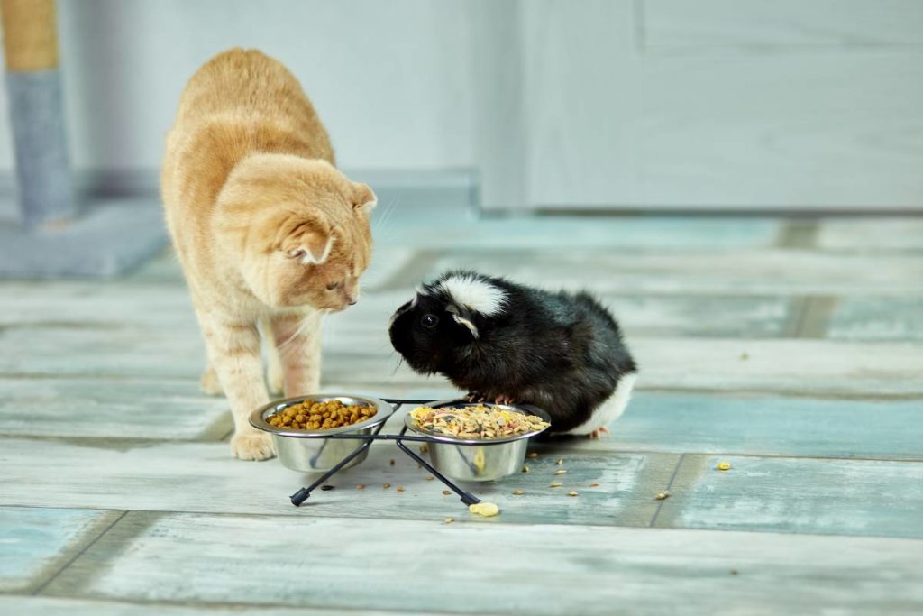 chat et hamster cohabitant