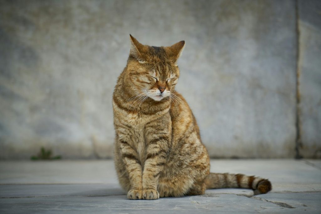 un chat