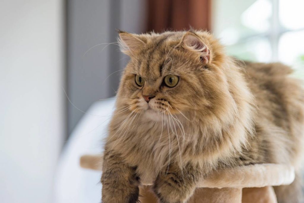 chat persan mignon
