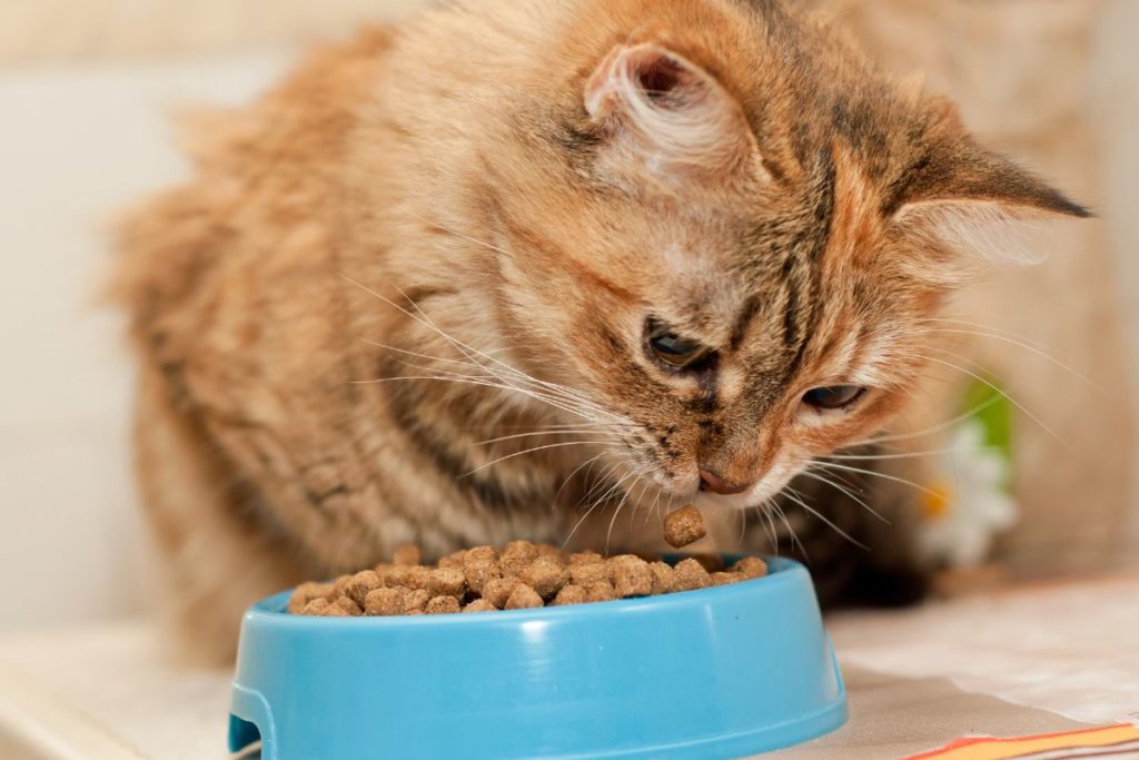 alimentation santé chat