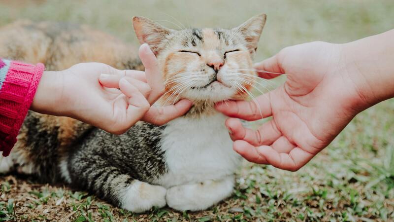 chat détendu