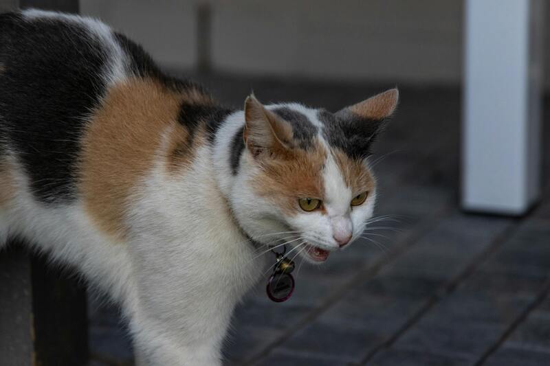 chat qui miaule