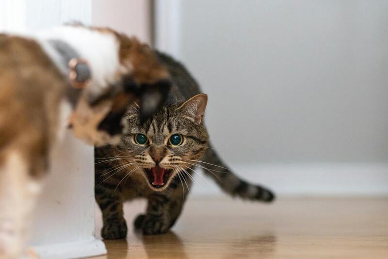 chat qui se défend