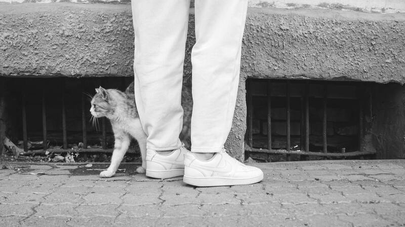 chat qui se frotte à un humain