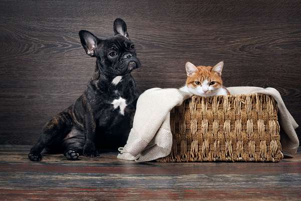 chat mignon