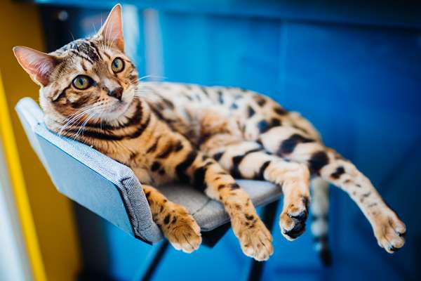 chat du bengale se trouve sur une chaise grise 11zon